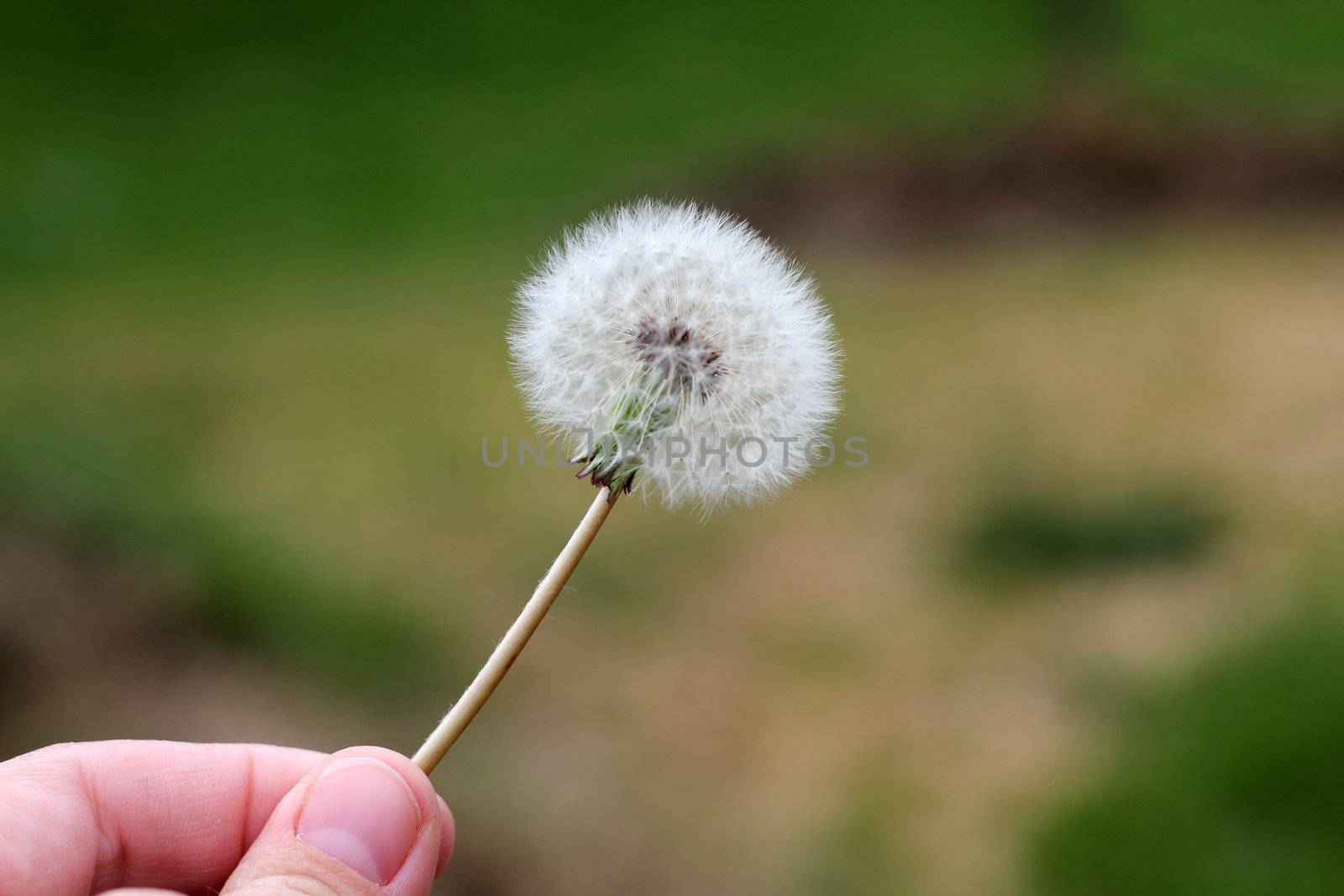 hand holding a dandelion for a wish
