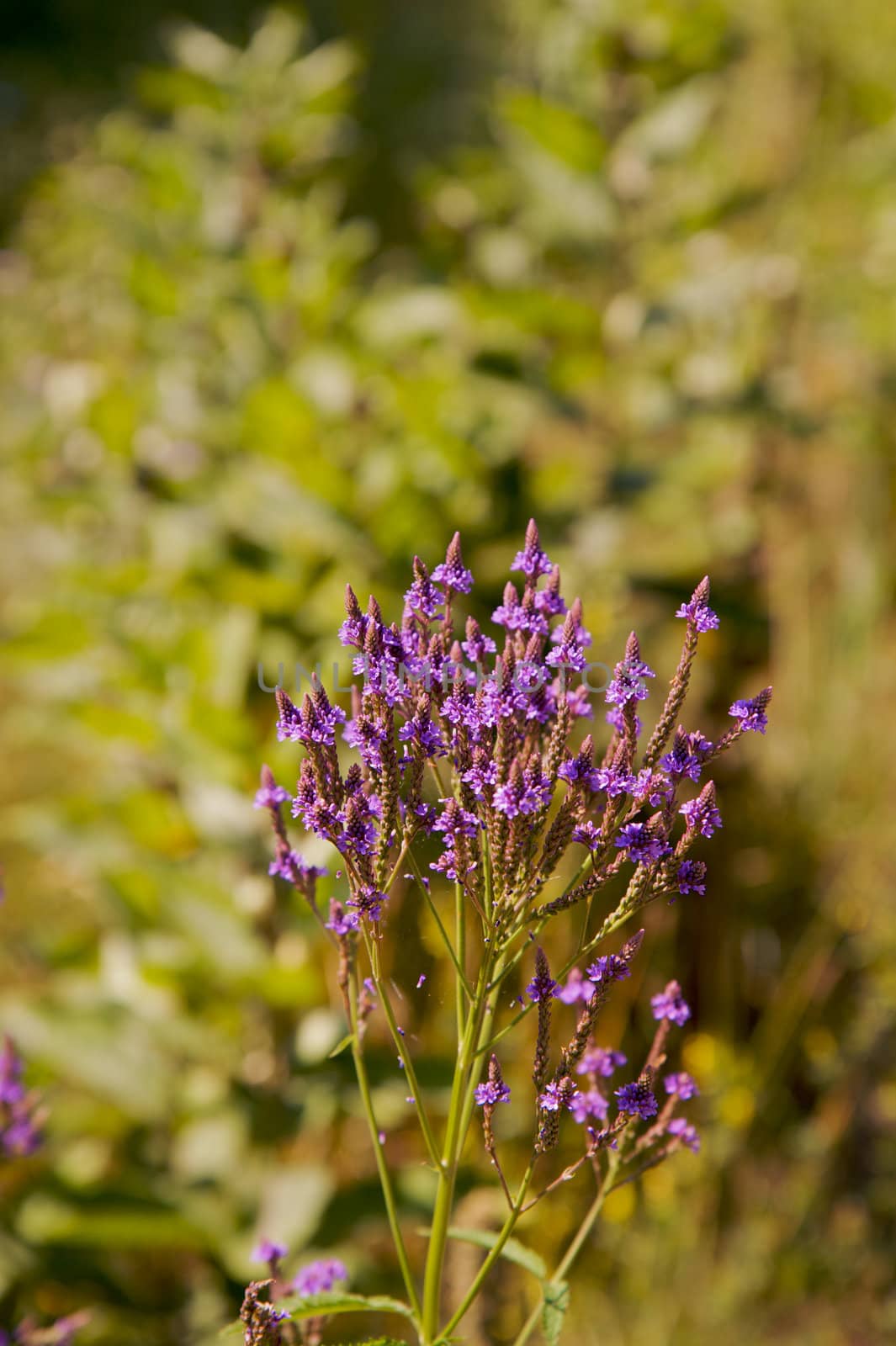 Small wild purple flowers against a bright green soft focus background