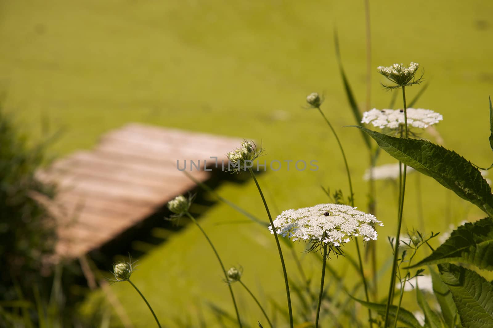 White flowers with dock by bobkeenan