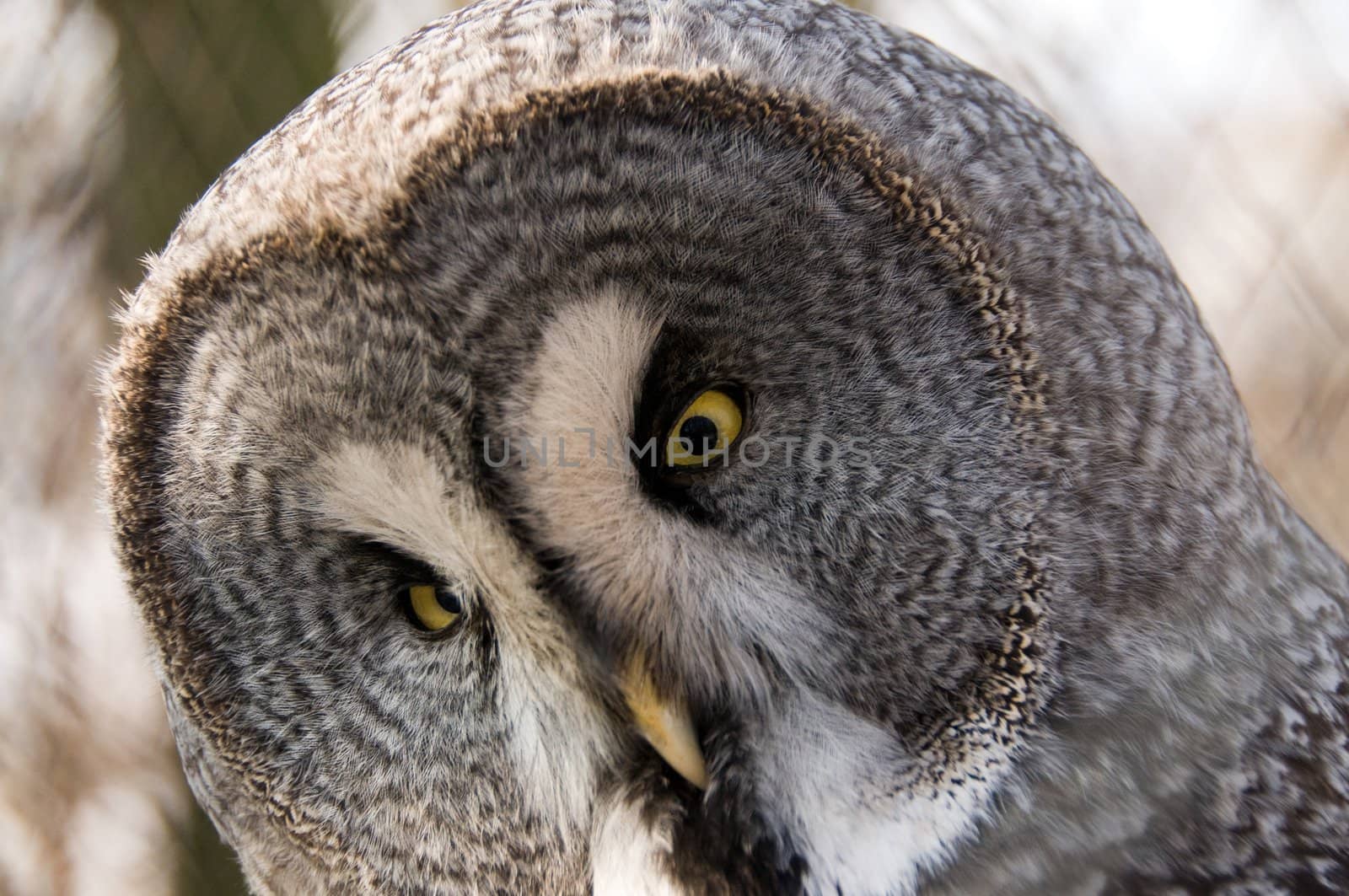 Great Gray Owl. by murysia