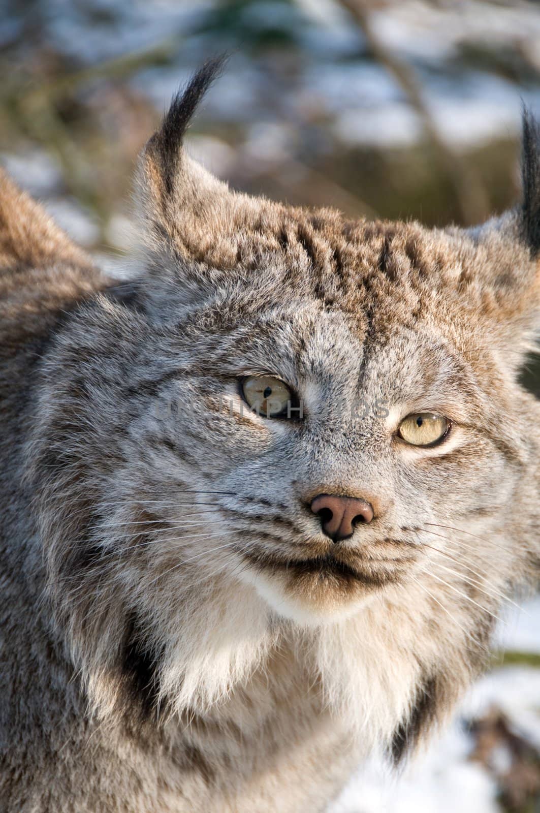 9-month kitten of Canadian lynx.