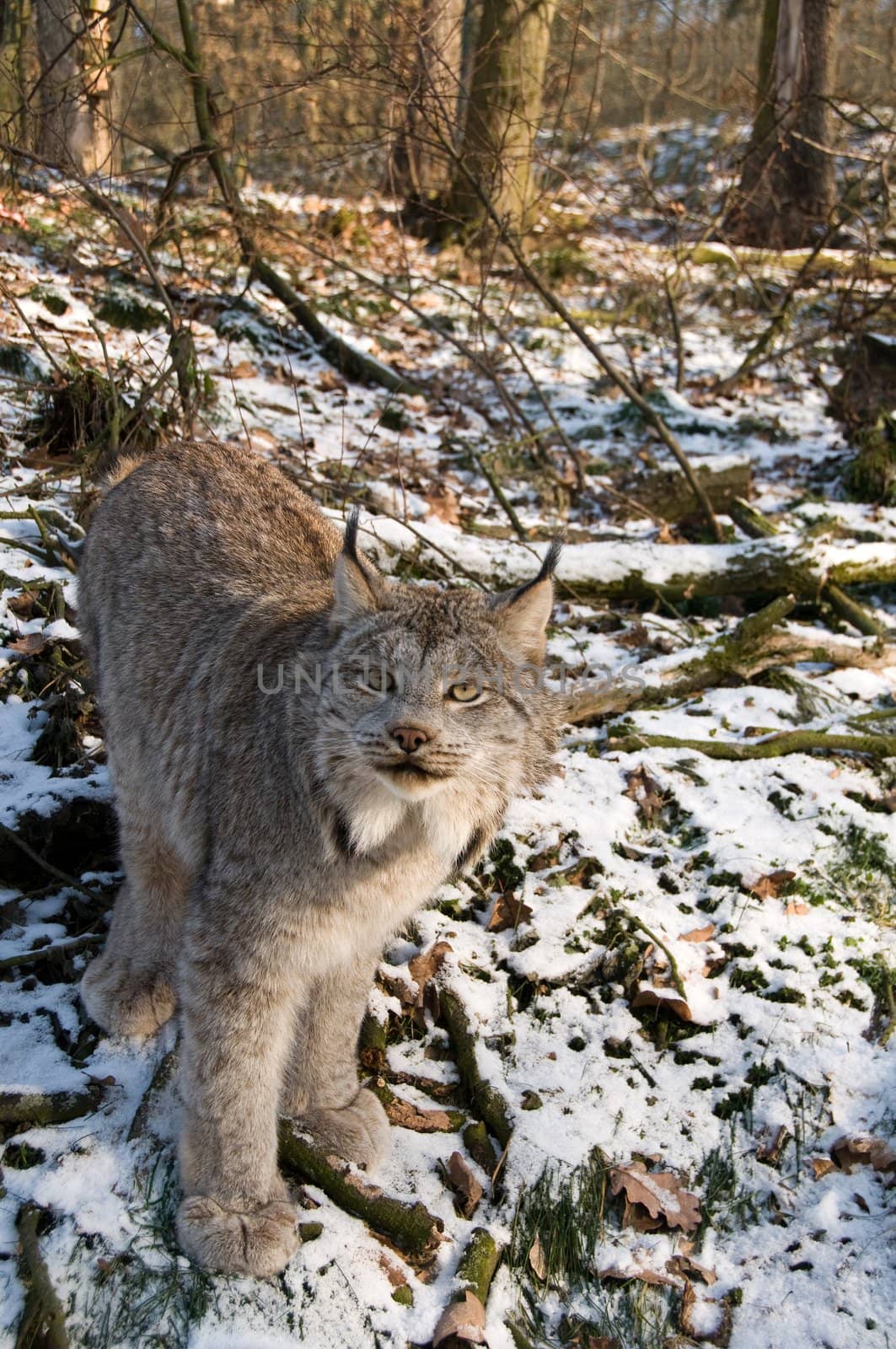 9-months kitten of canadian lynx.