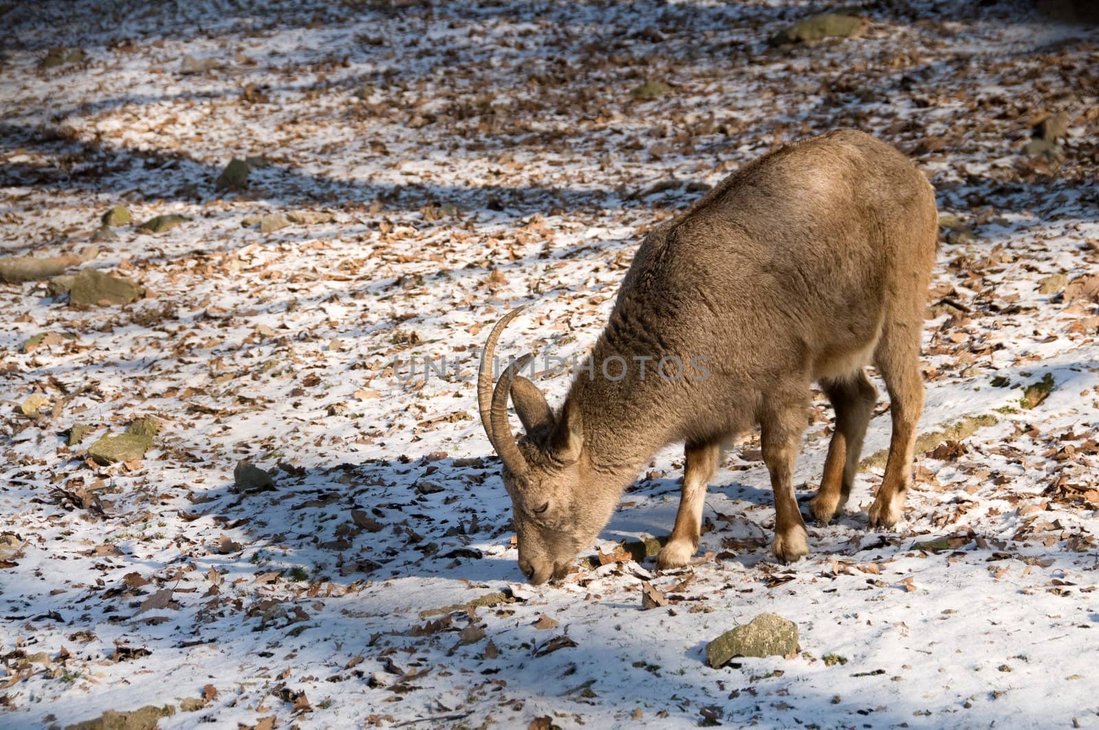 Siberian ibex graze in winter.