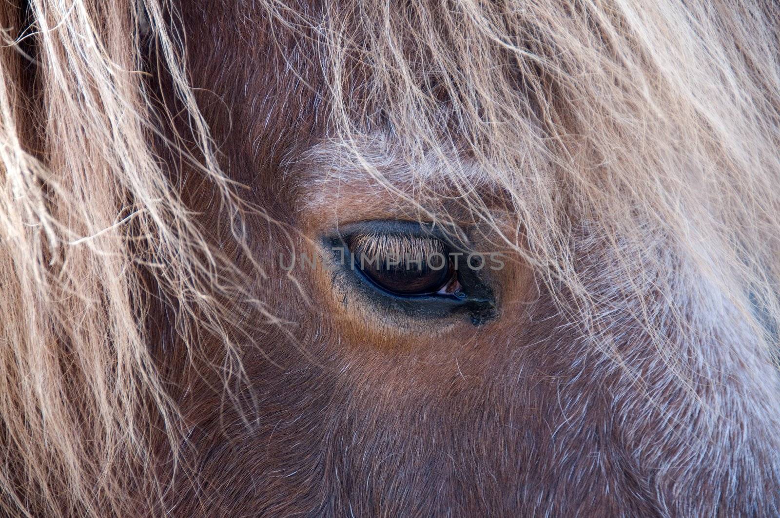 The horse looks sad. Eye of a horse.