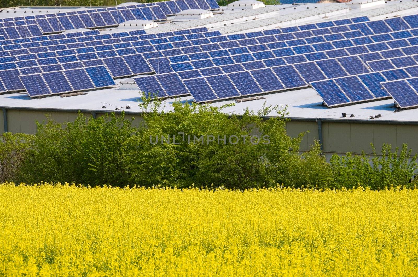 Alternative Energy  - rape  and solar panels.