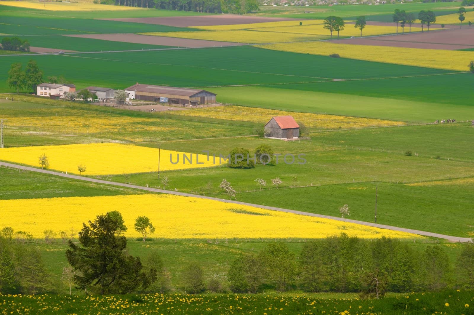 The fields of flowering rapeseed from bird's-eye view. 