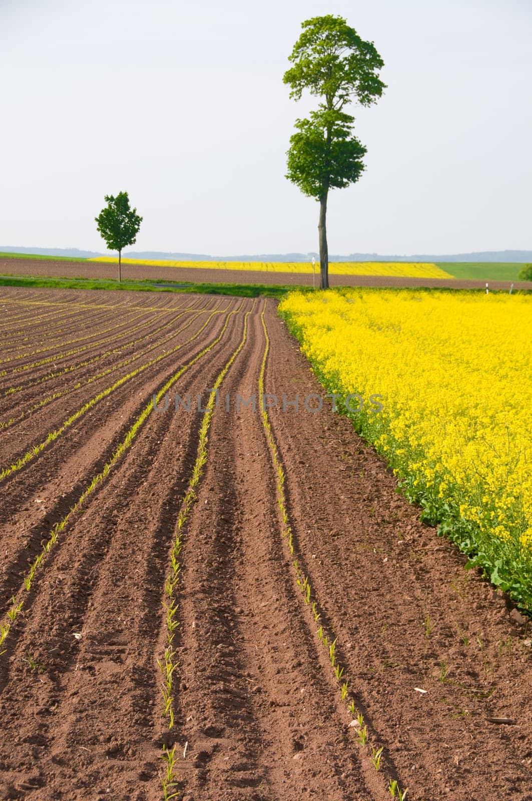 Blossoming rapeseed and arable land with the young shoots of maize.