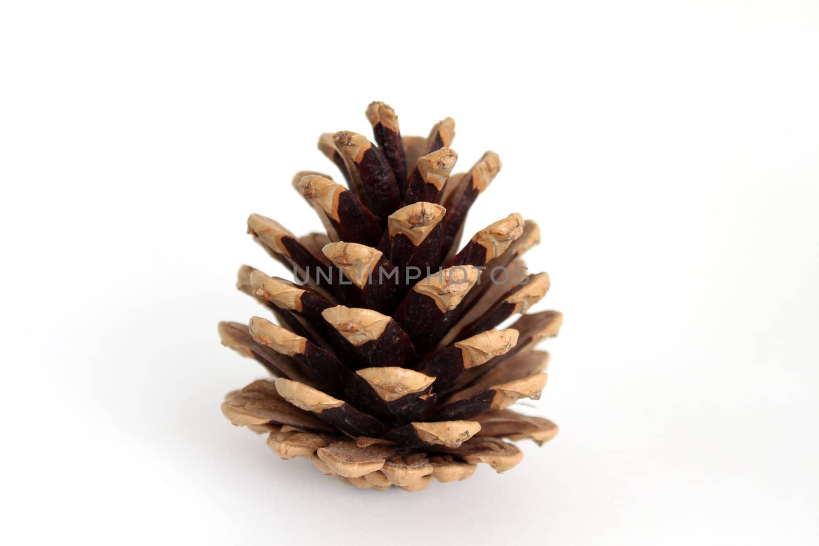 single pine cone  isolated on the white background