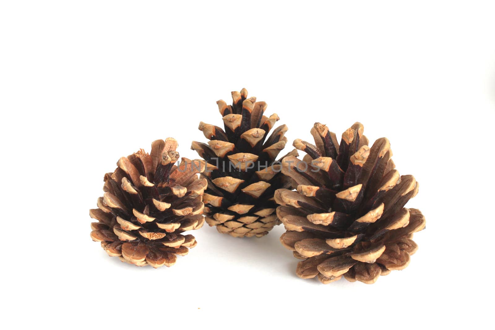 three pine cone  isolated on the white background