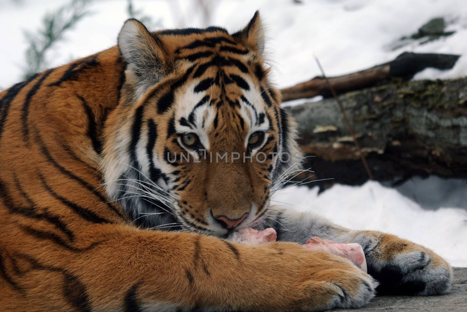 Close-up picture of a Siberian Tiger on a cold Winter day