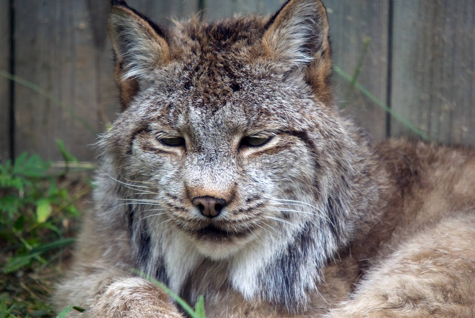 Closeup picture of a Lynx or bobcat at rest