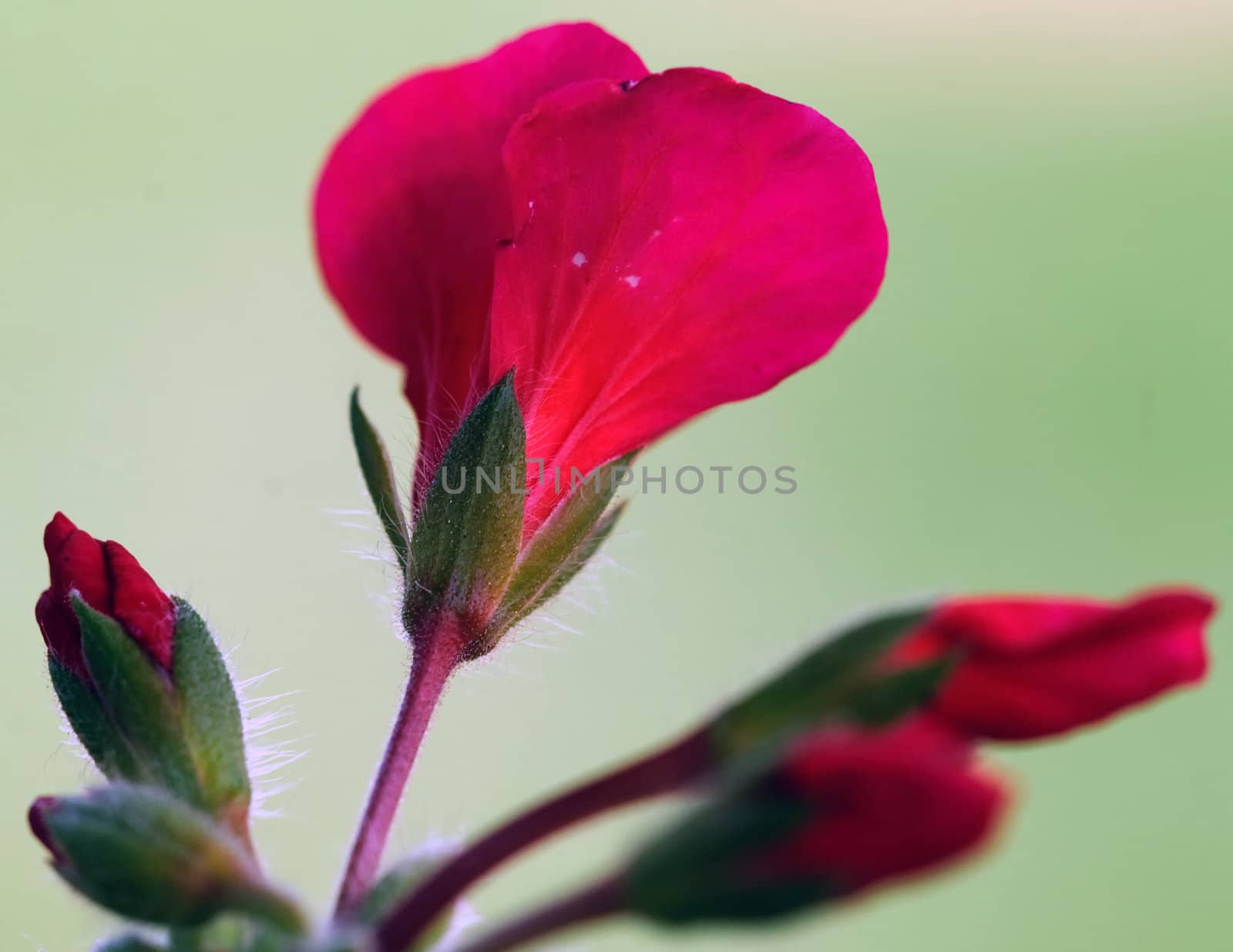 Closeup picture of some red flowers blooming