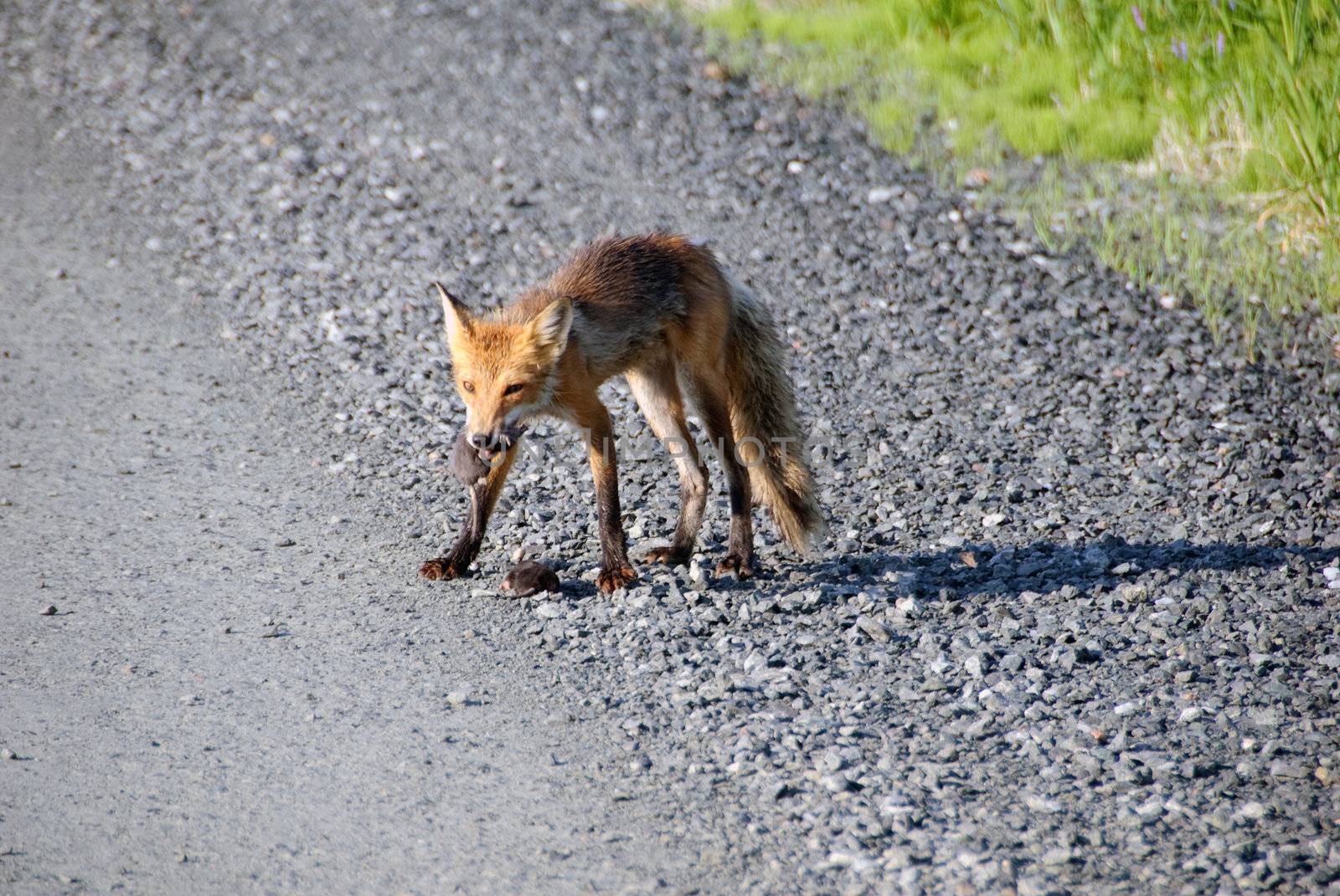 Picture of a Red Fox who did catch his lunch