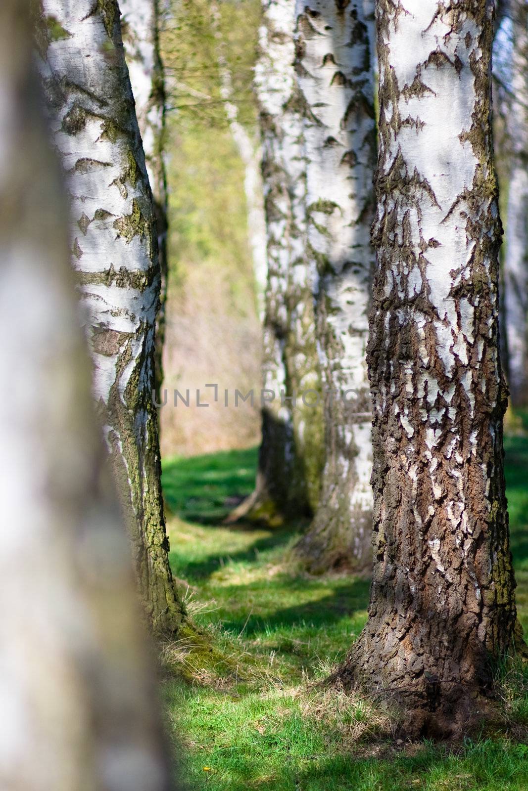 Detail of several aspen birch trees