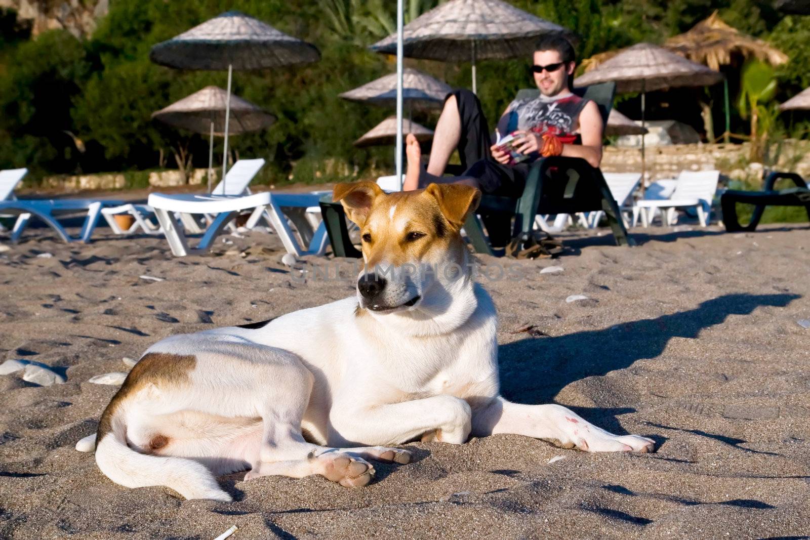 Young dog sitting on the sand in front of a young male reading a book