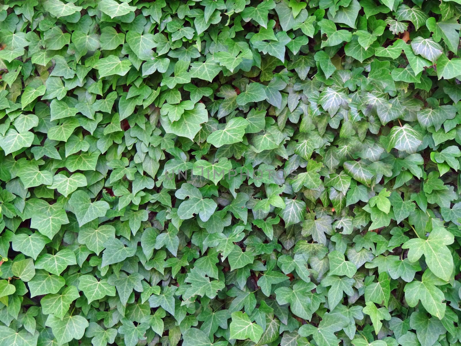 green ivy leaves