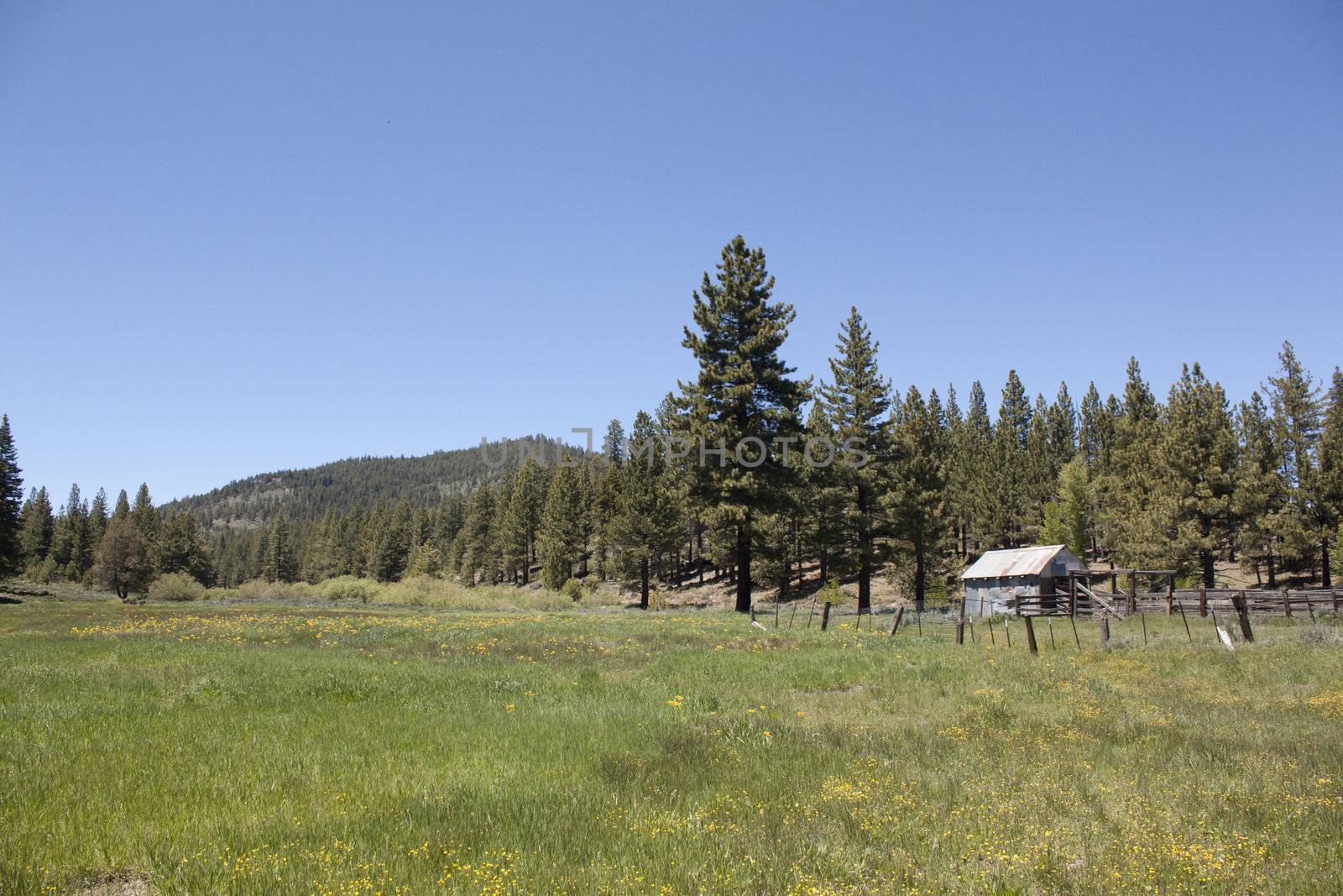 An old rusty cabin/shack/hut in a forest meadow.