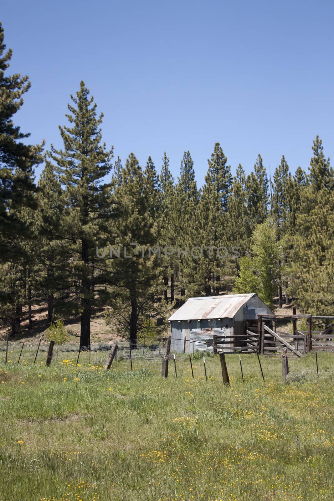 Old shack in a meadow by jeremywhat