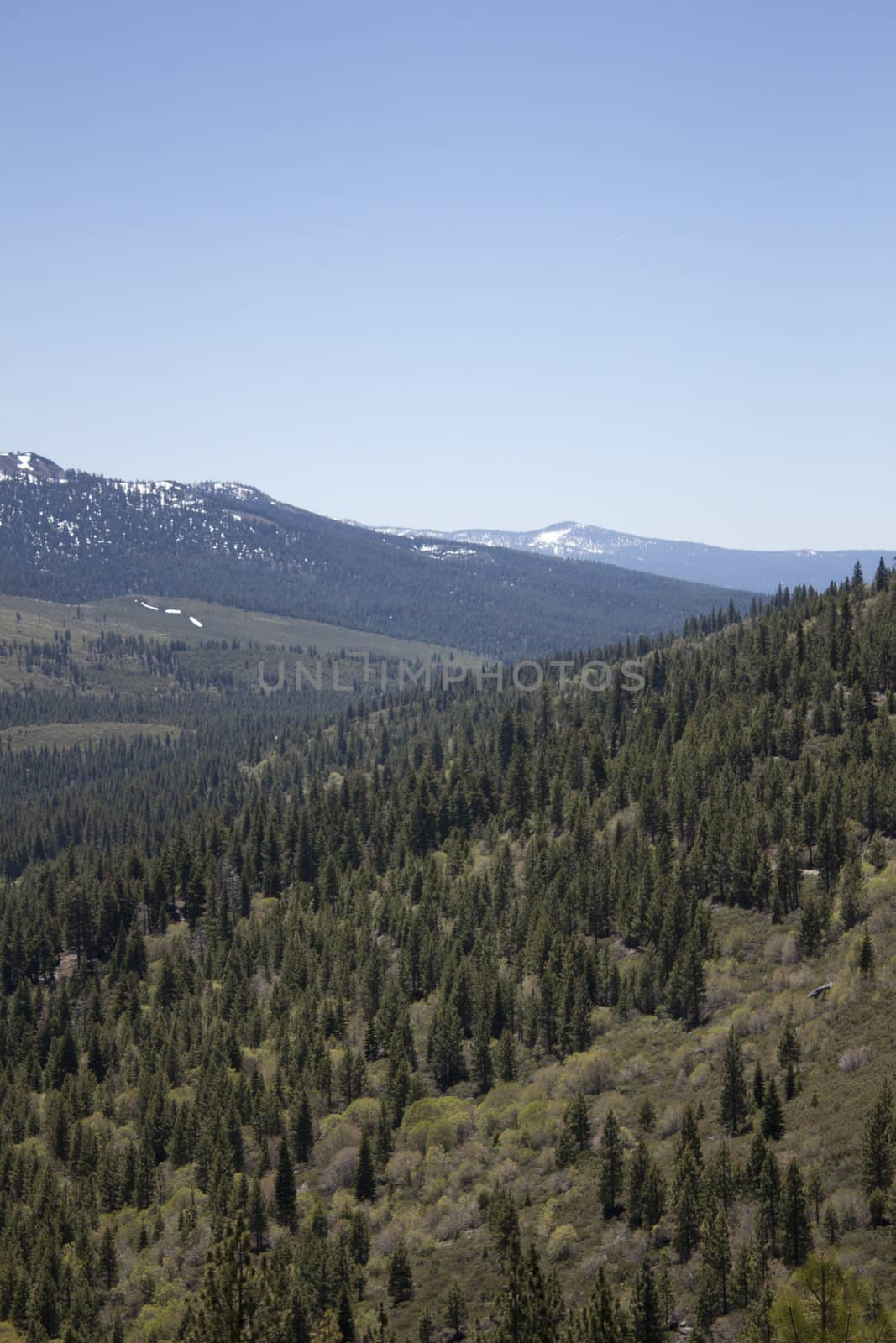 A heavily forest range in the sierra nevadaas.