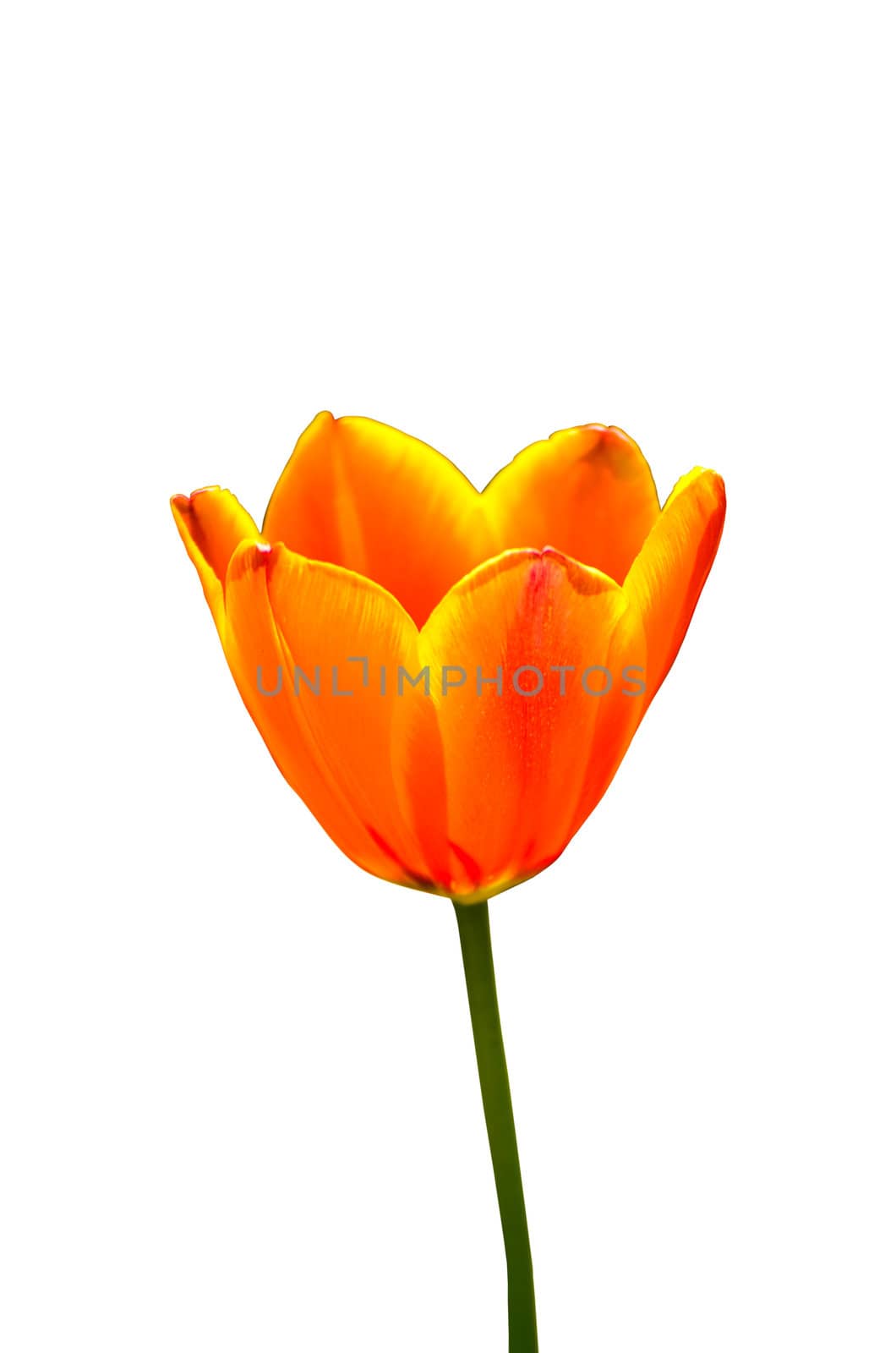 Tulip flowers to show that I love you. by chatchai