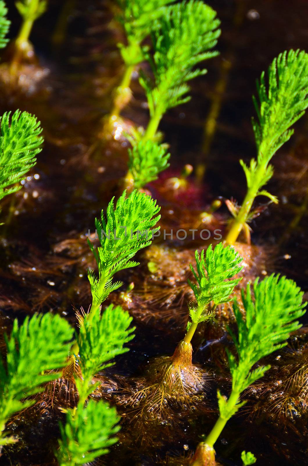 Aquatic plants in the pond. by chatchai