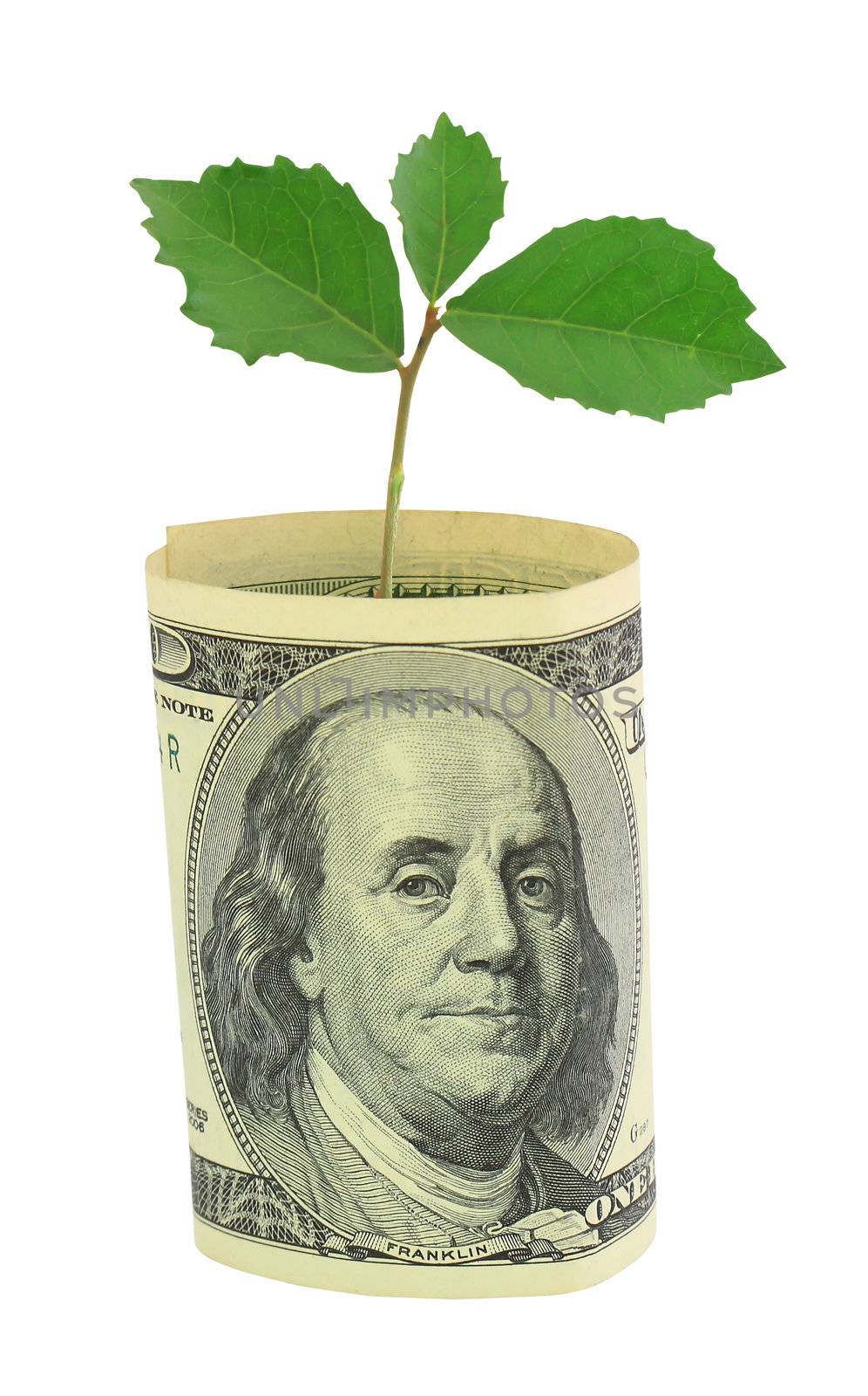 Tree growing from dollar bill