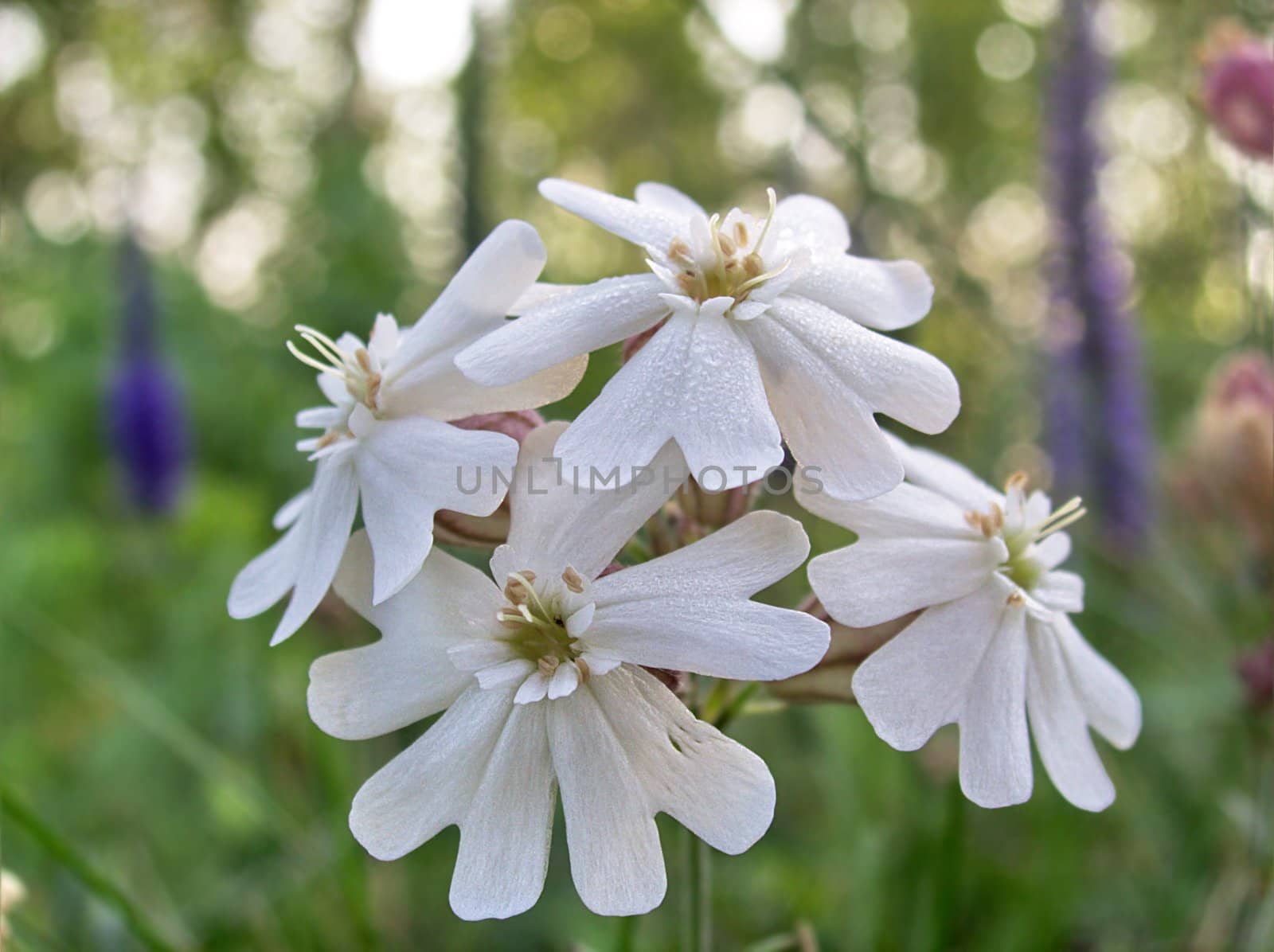 White meadow flowers by gaev