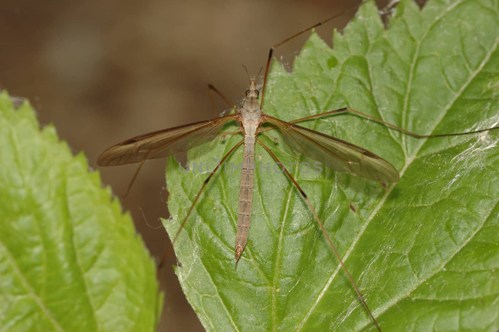 A crane fly perched on a plant leaf.