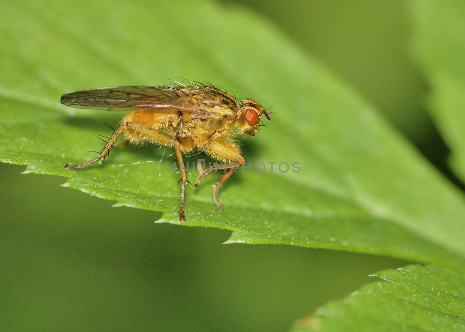 Bee Like Tachinid Fly perched on a plant leaf.