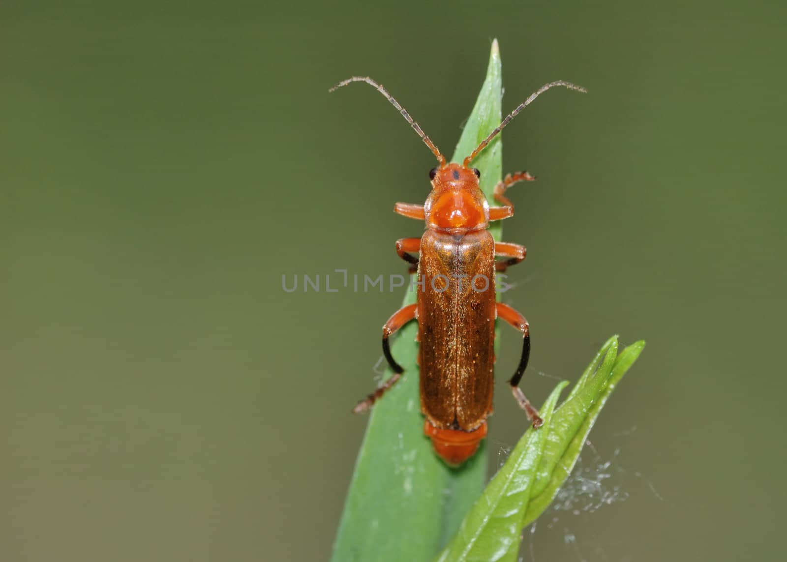 Red Flat Bark Beetle perched on a plant leaf.