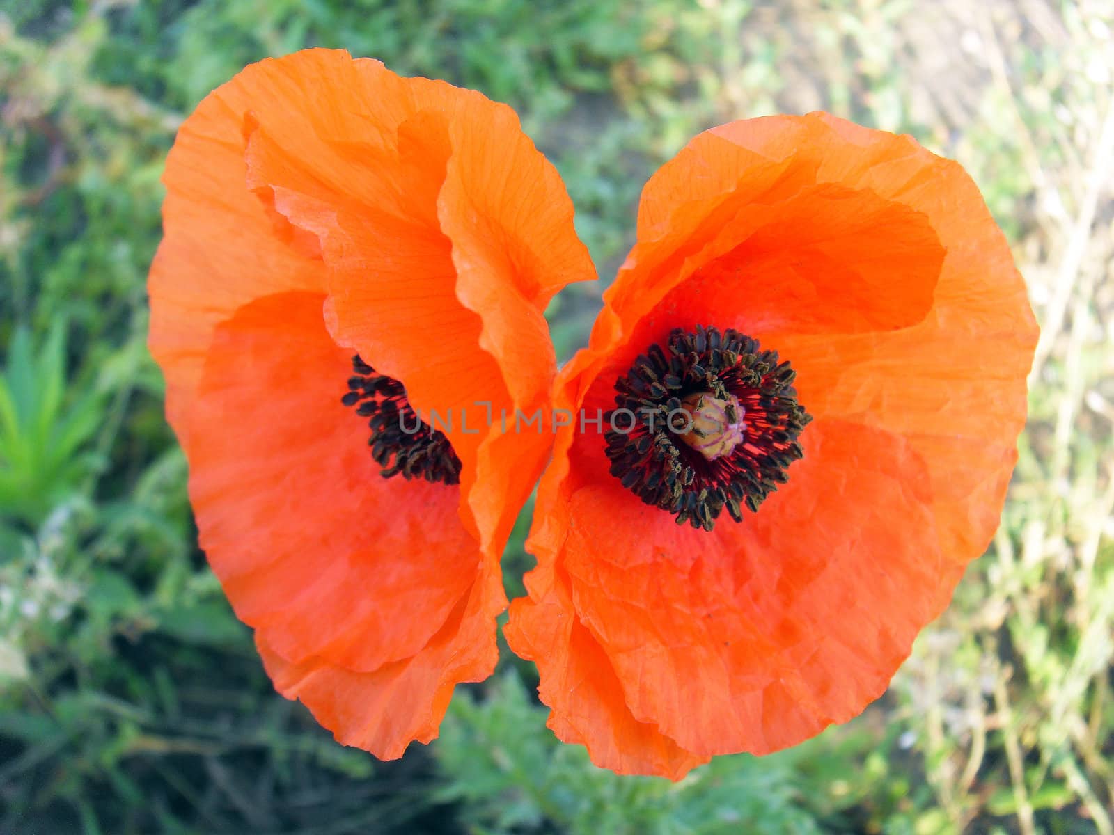 Coquelicot flower
