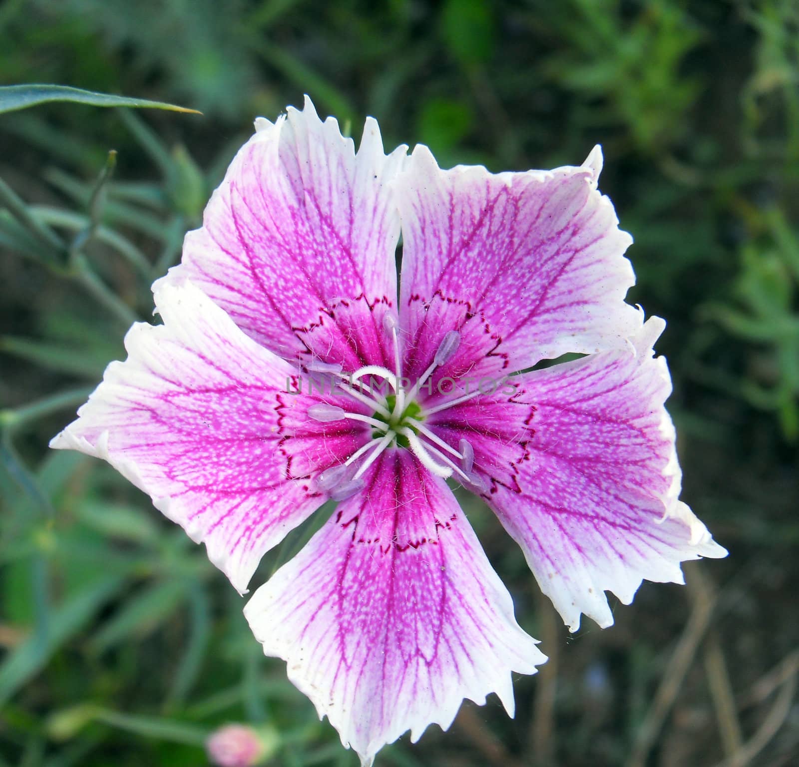 dianthus flower