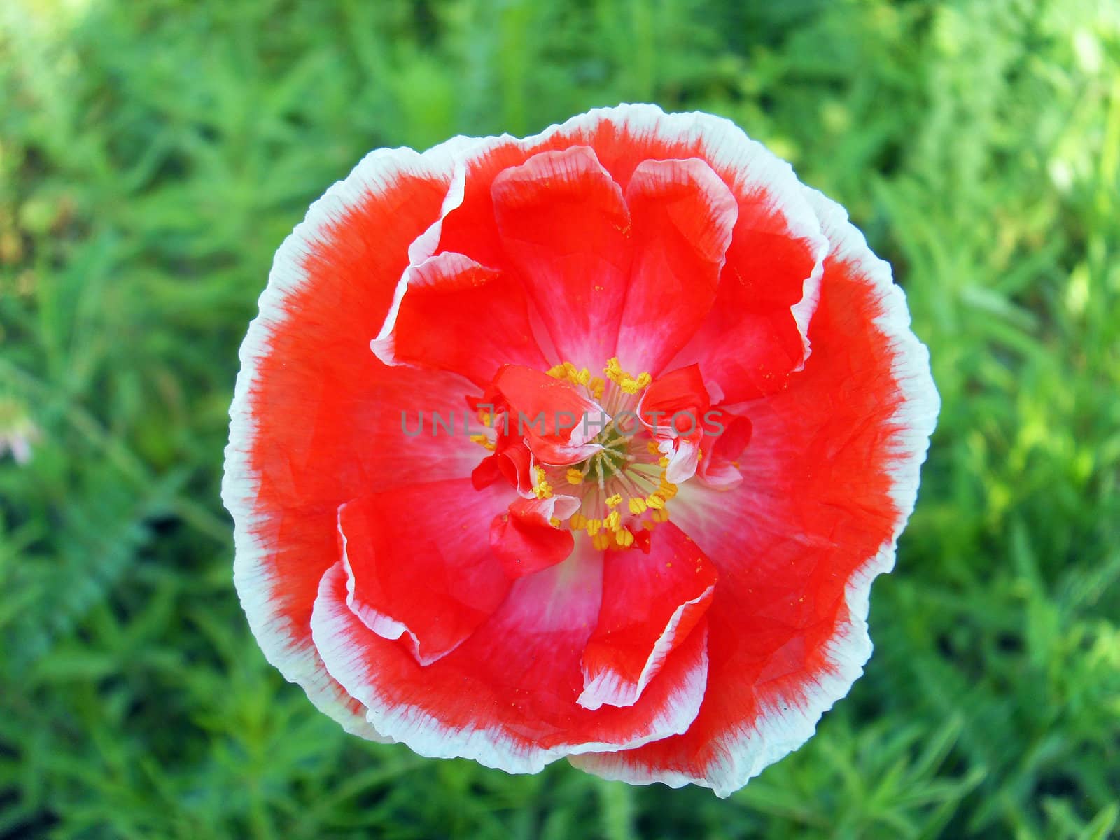 Coquelicot flower