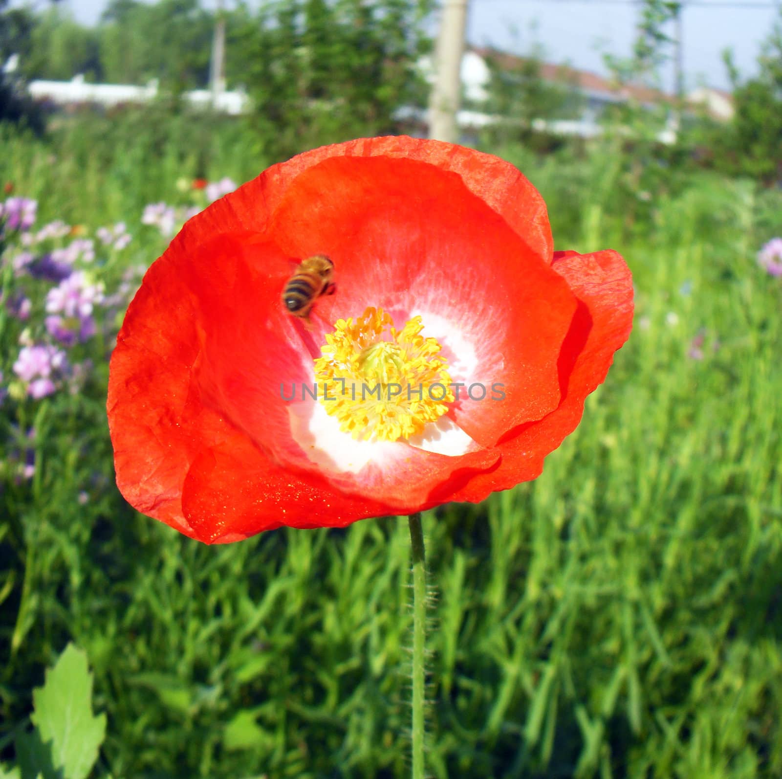 Coquelicot flower