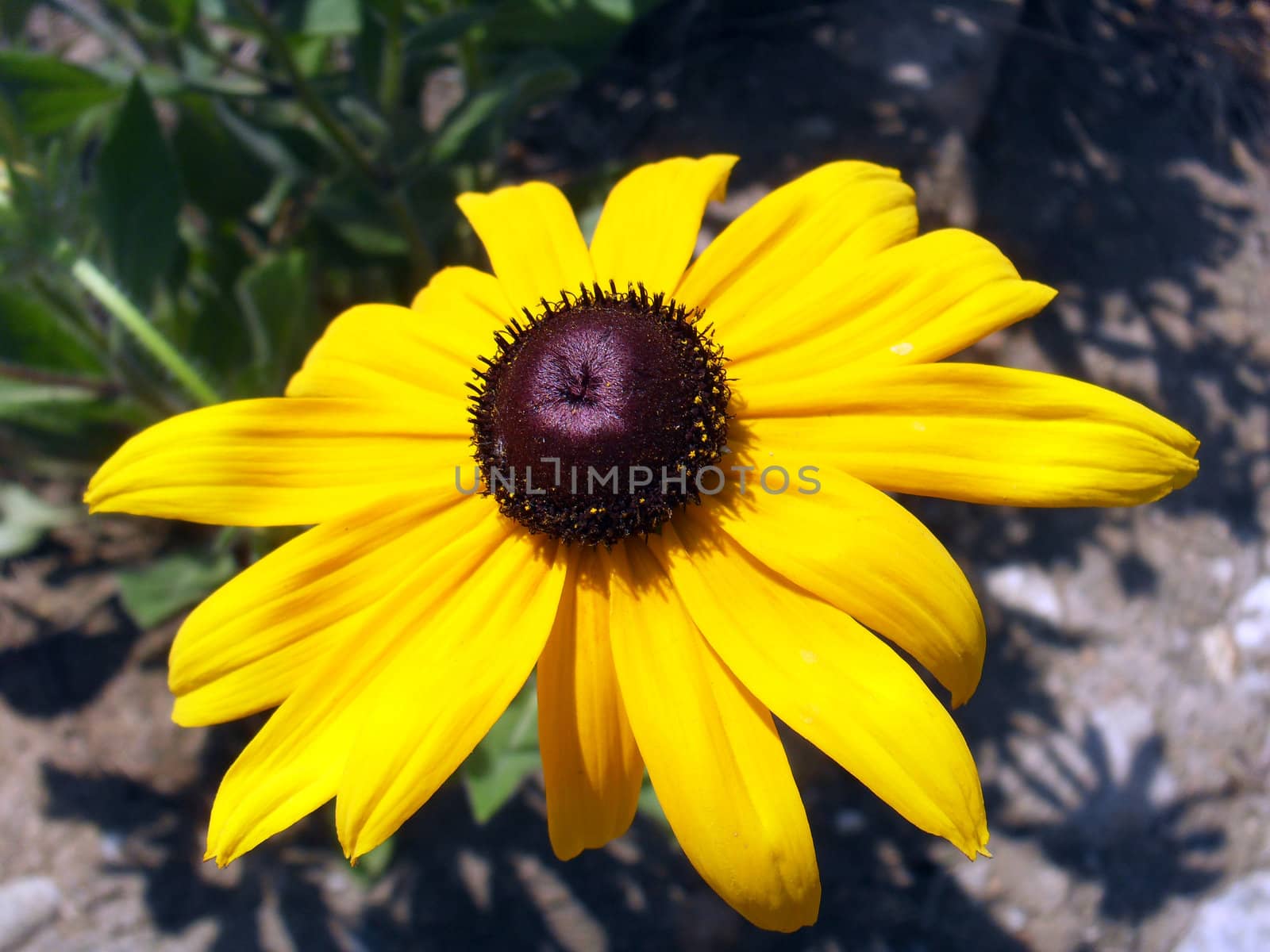 Rudbeckia laciniata