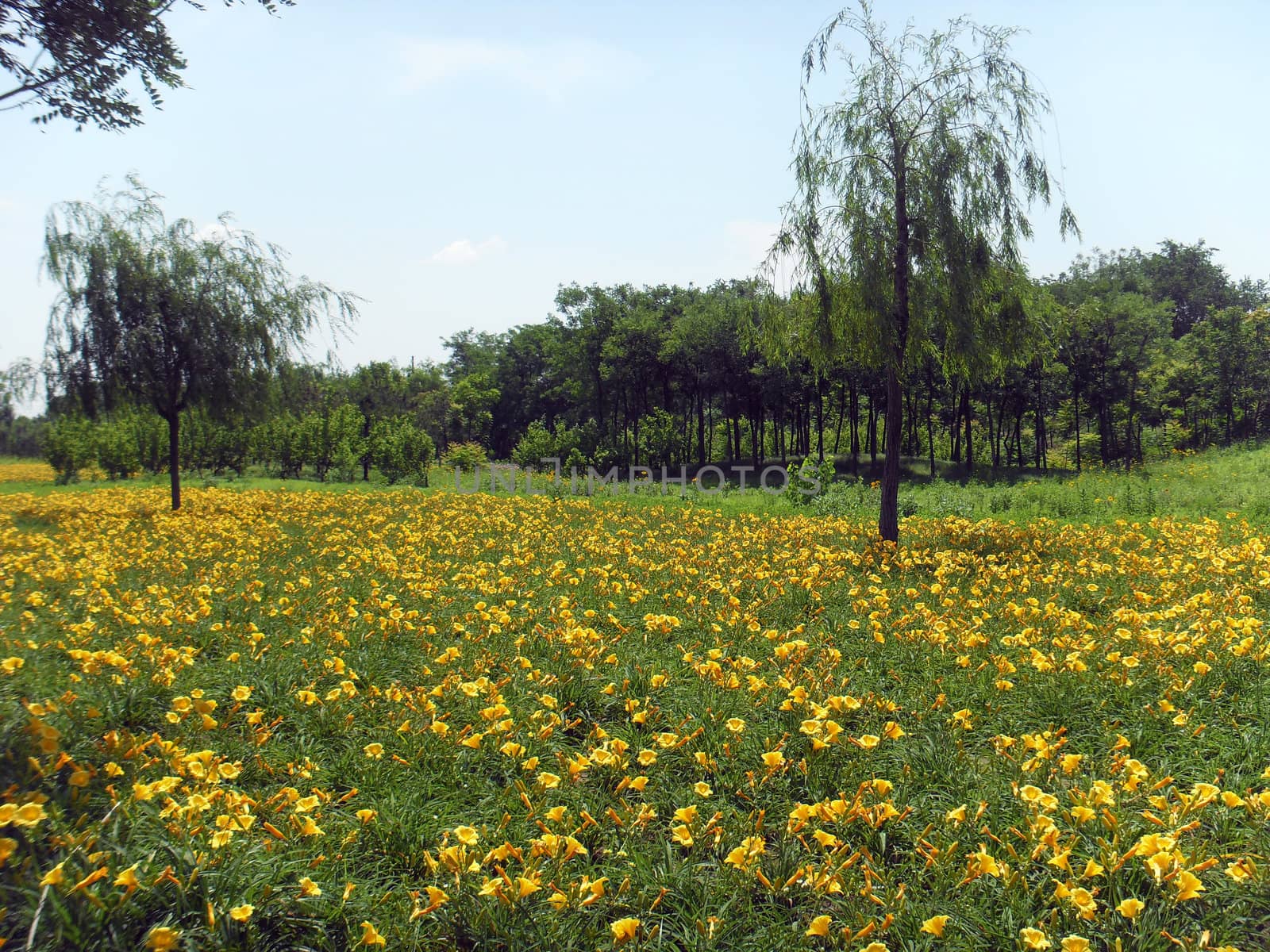 The wild scenery