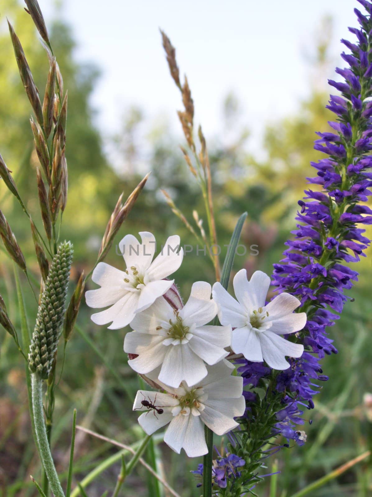 White meadow flowers by gaev