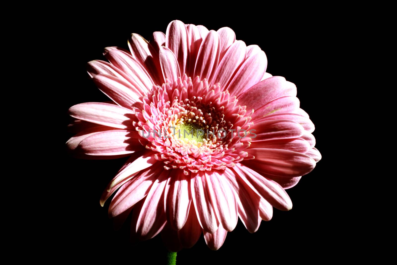 Zoomed foto of pink flower on black background