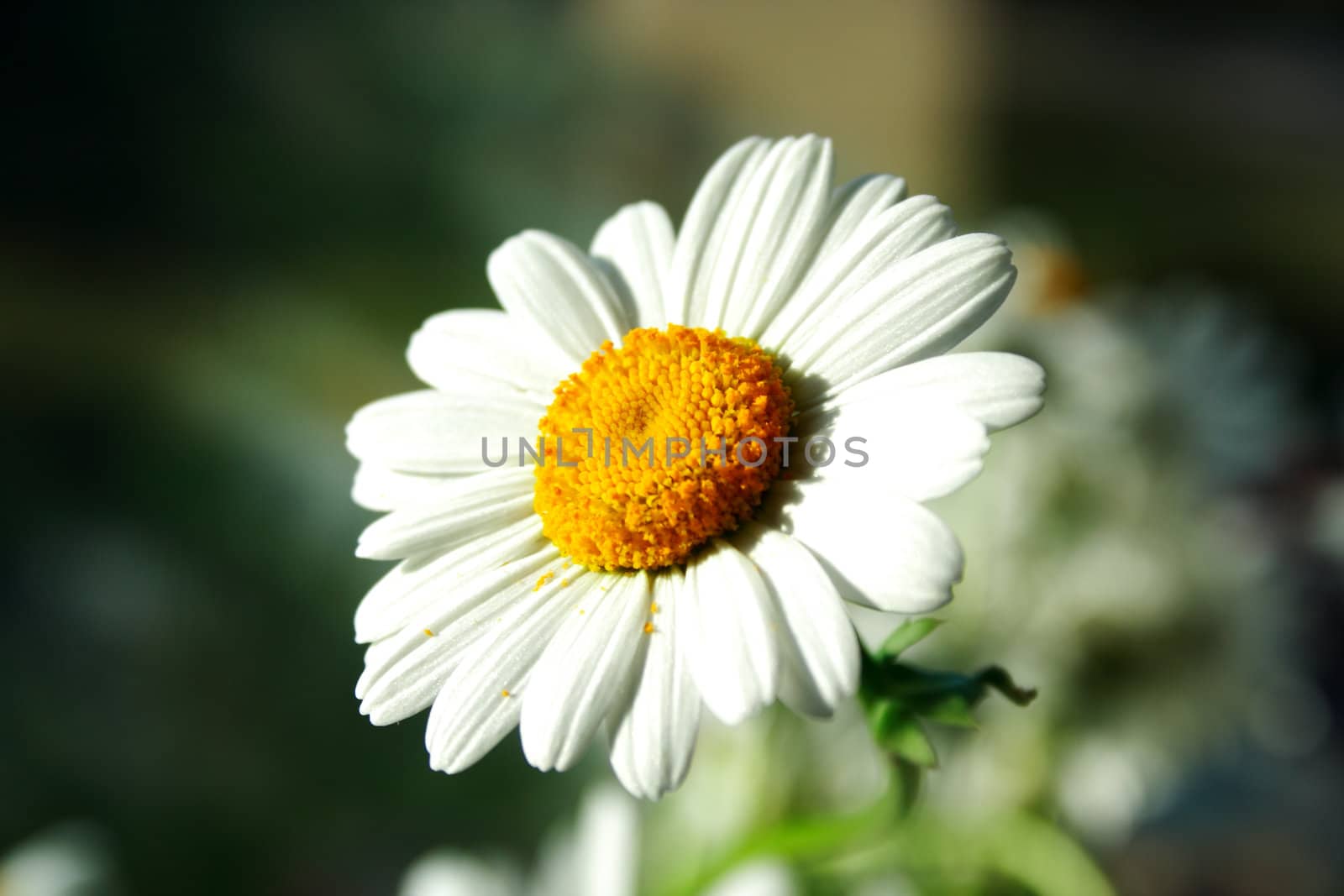 Close zoomed foto of chamomile head petal leaves