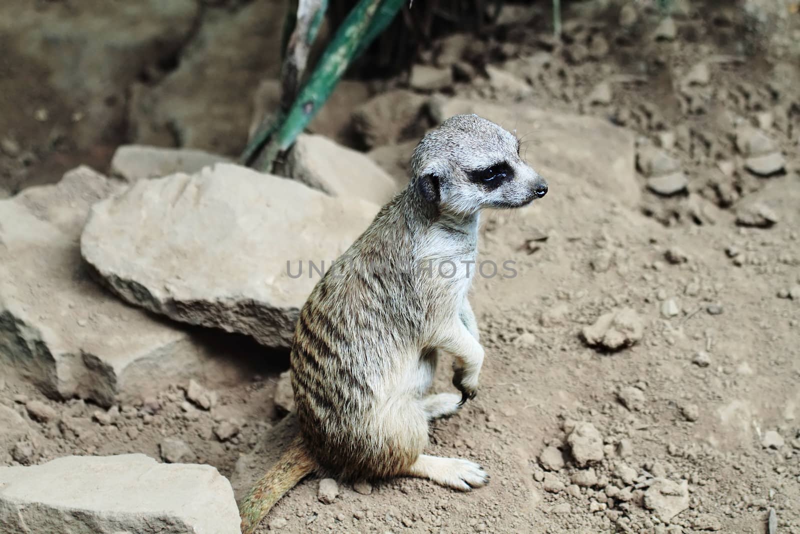 Young meerkat standing on hind feet.
