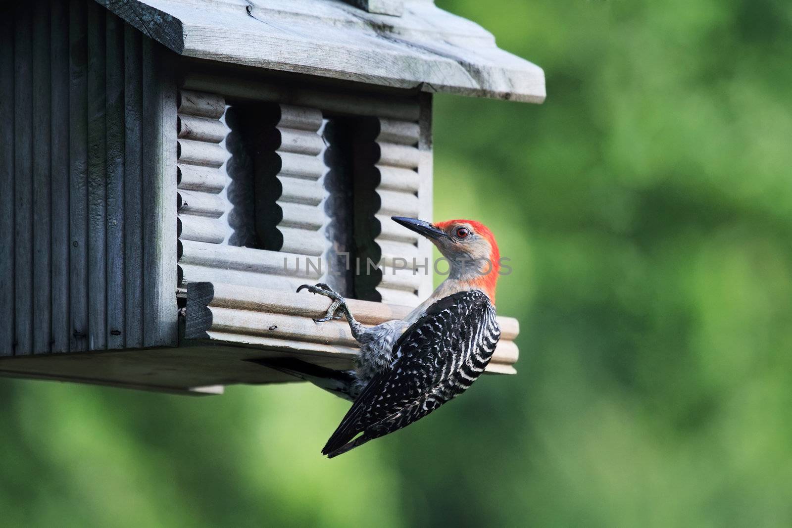 Red-bellied Woodpecker feeding at a bird feeder. Extreme shallow depth of field.