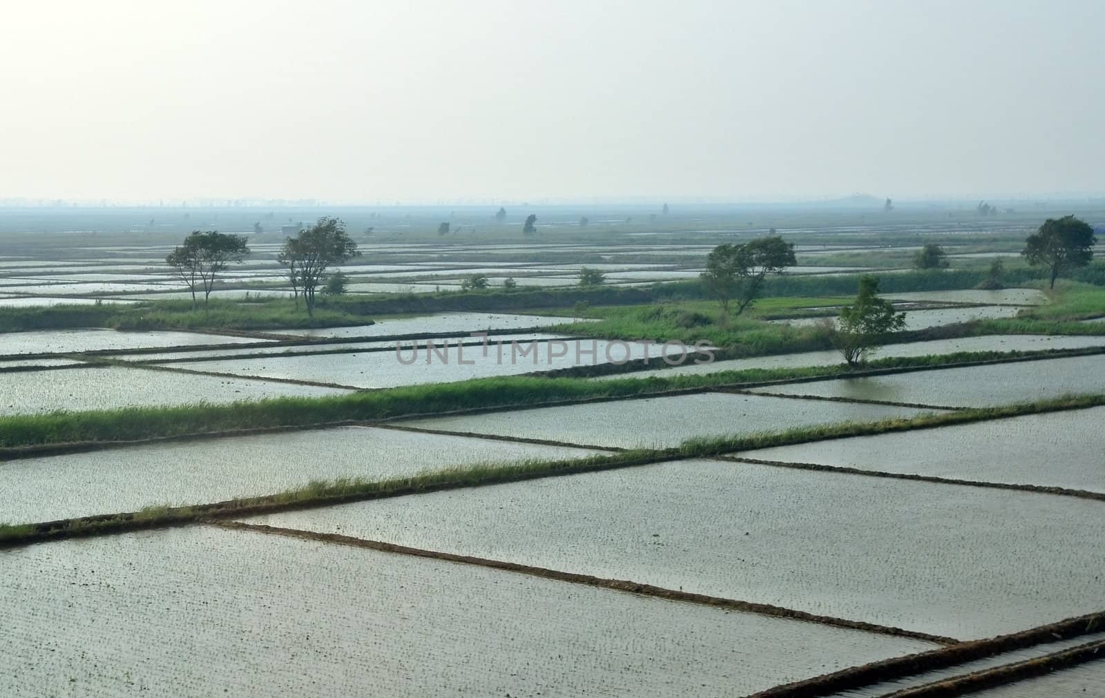 Rice fields in chinese main land north east Hebei province