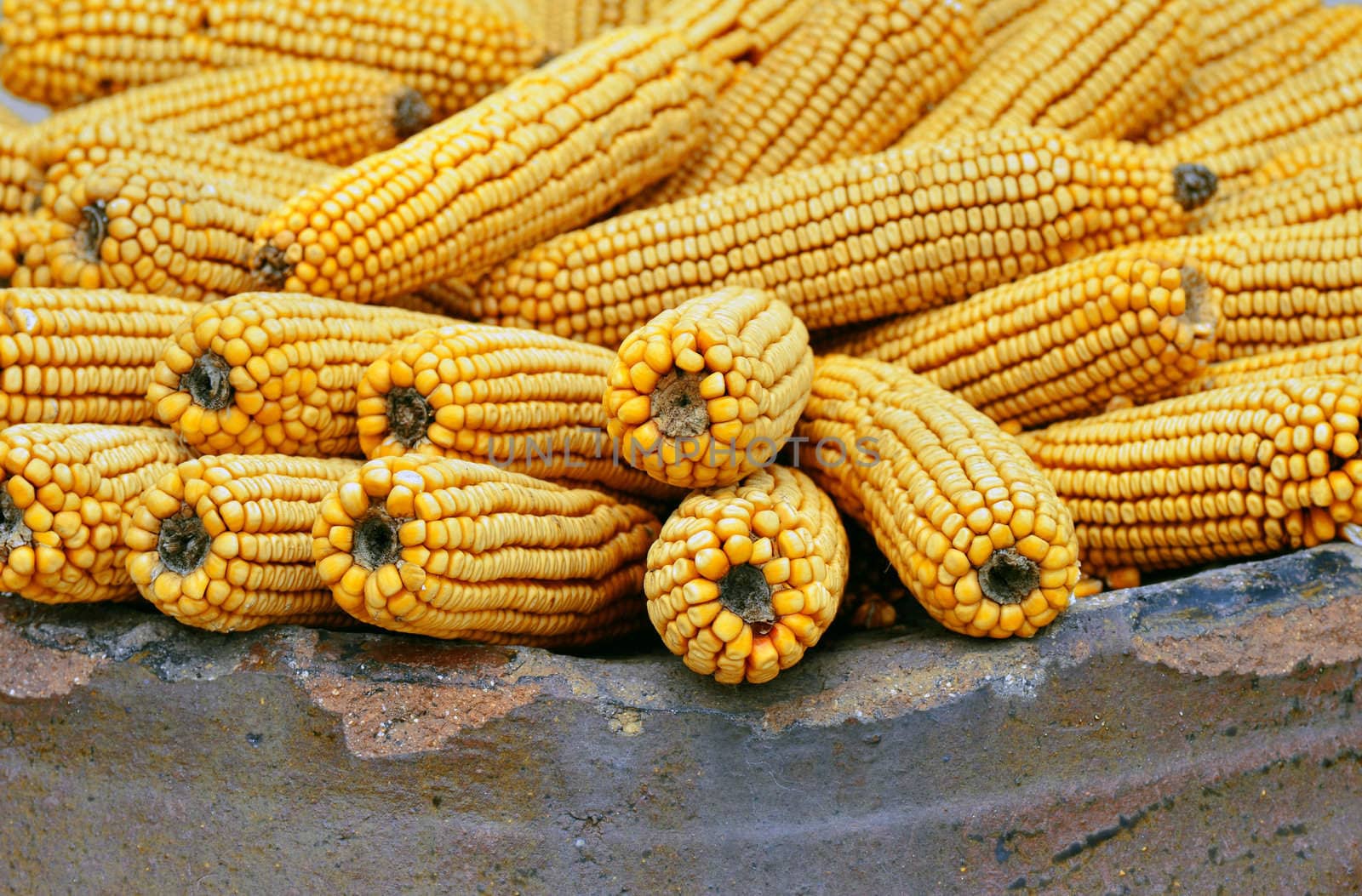 Plenty ears of corn on ceramic big pot
