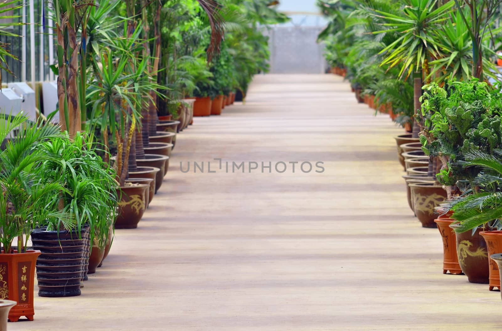 Interior of garden shop with many plants and palms around. Focus on first plan.