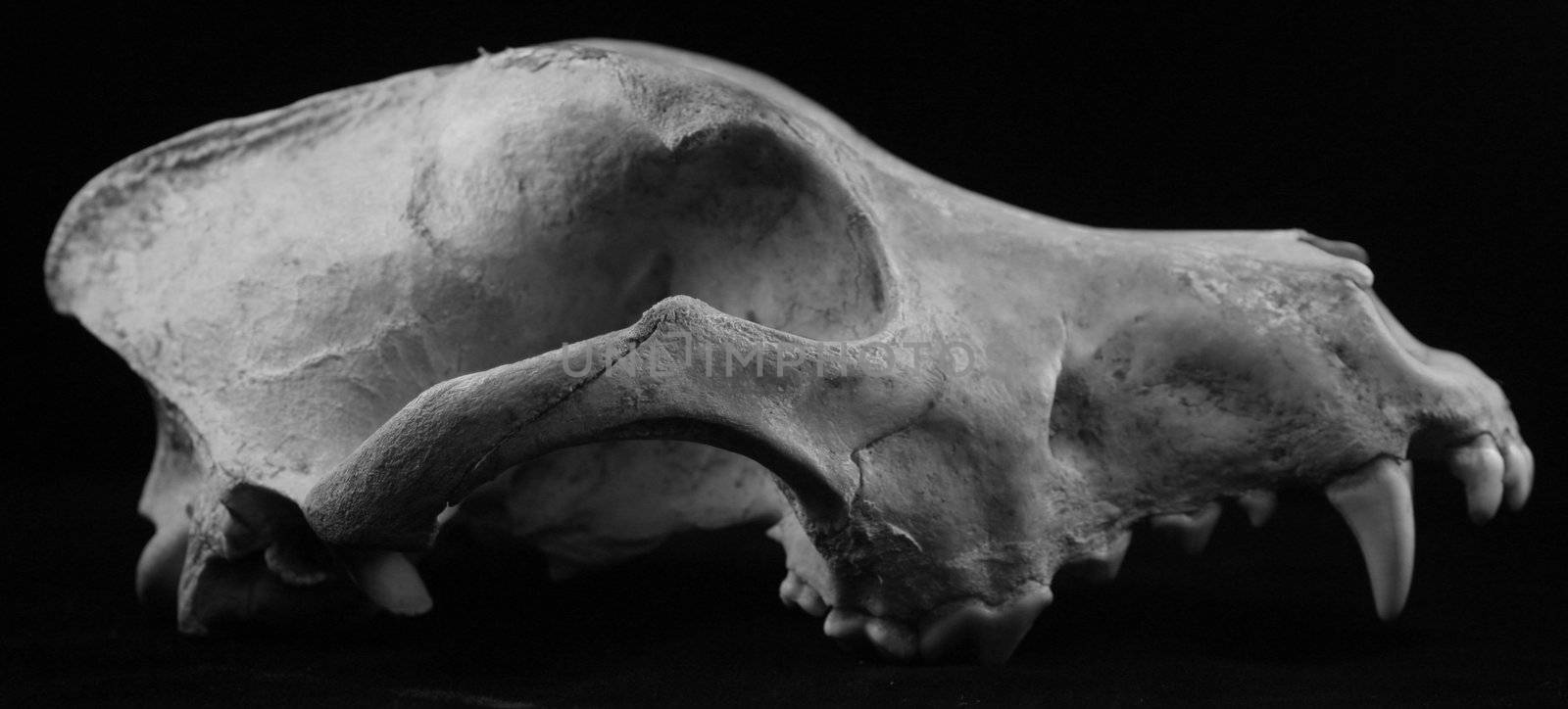 animal skull wolf dog coyote bones isolated died teeth fossil death age