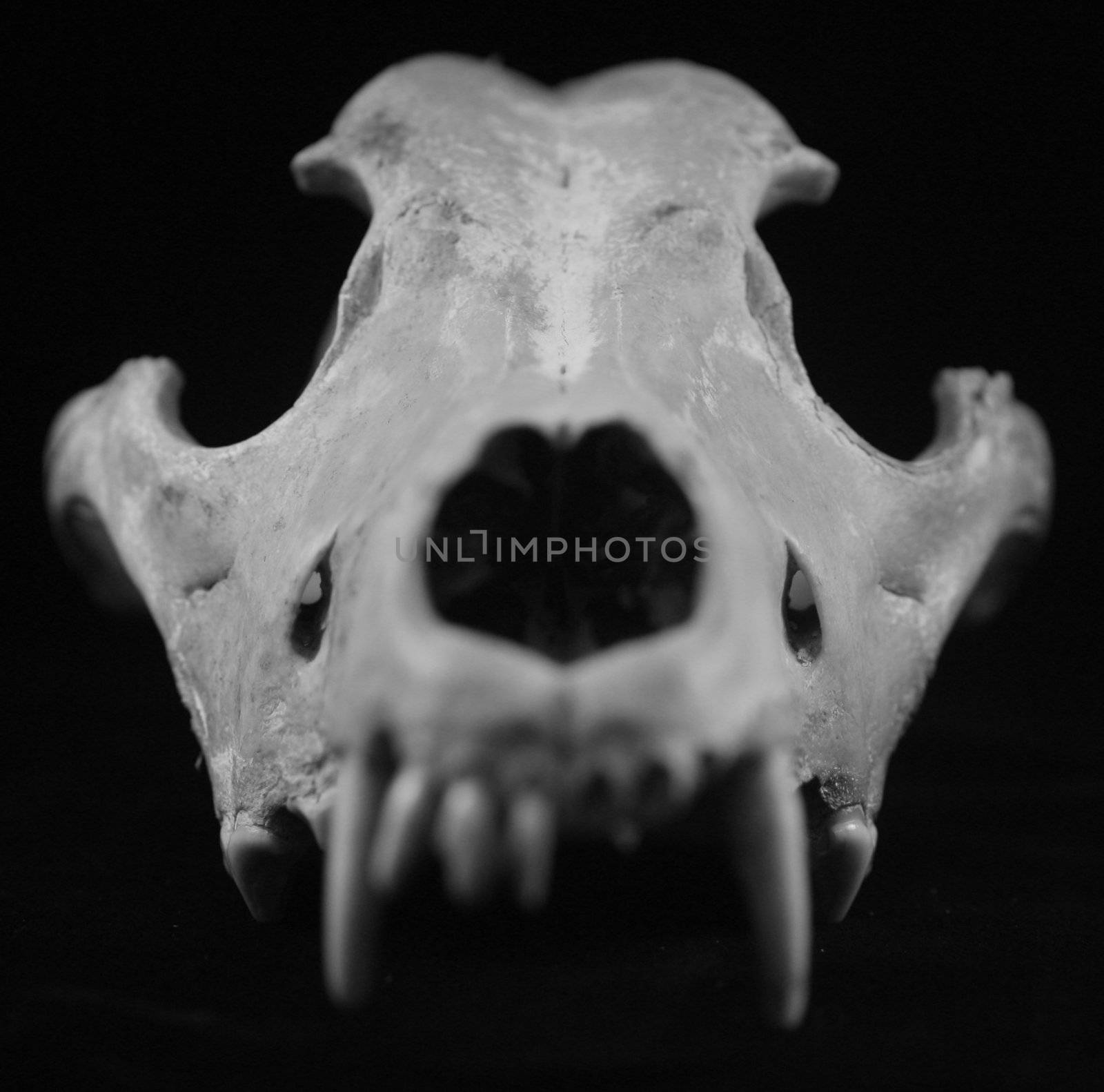 animal skull wolf dog coyote bones isolated died teeth fossil de by jeremywhat