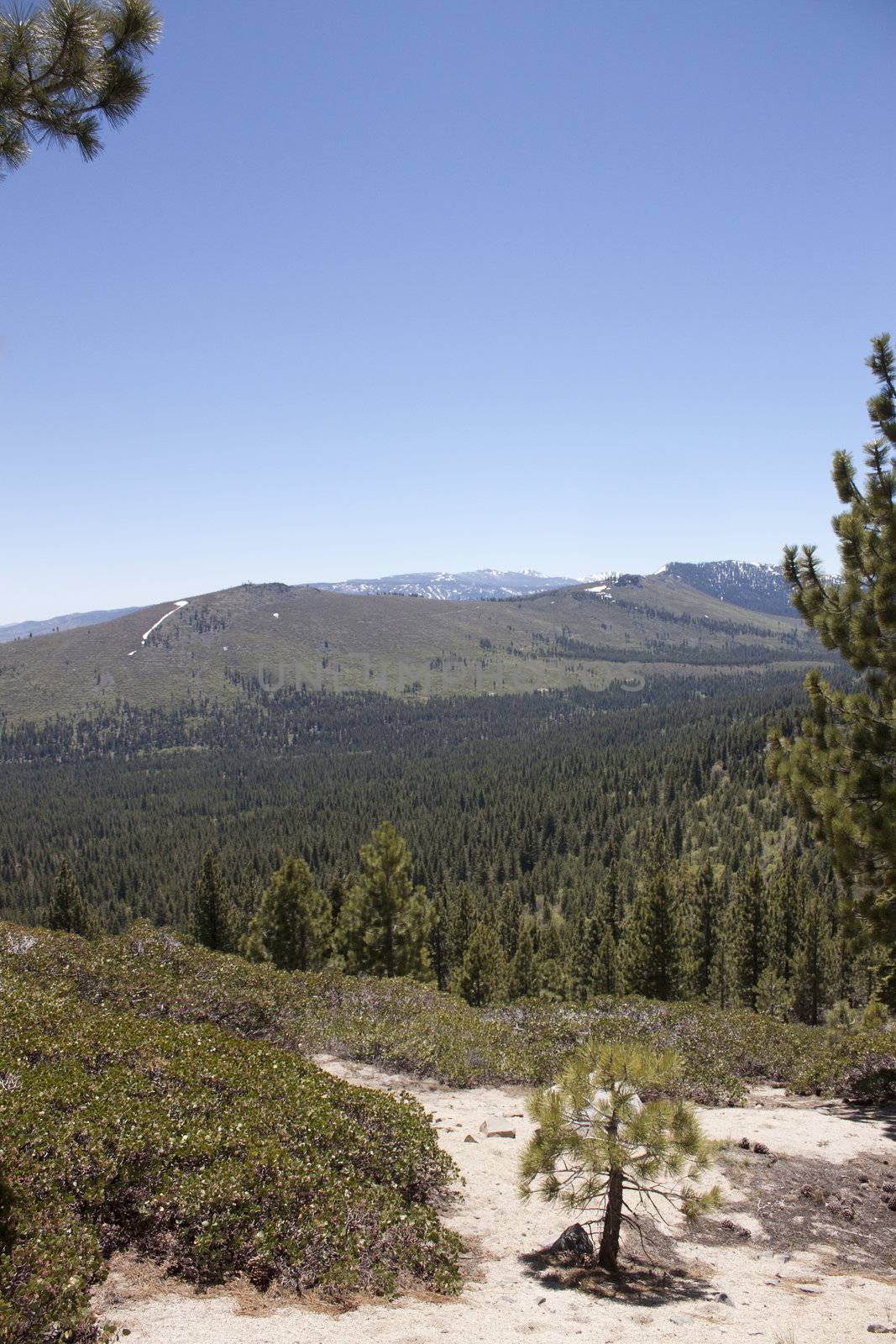 A heavily forest range in the sierra nevadaas.