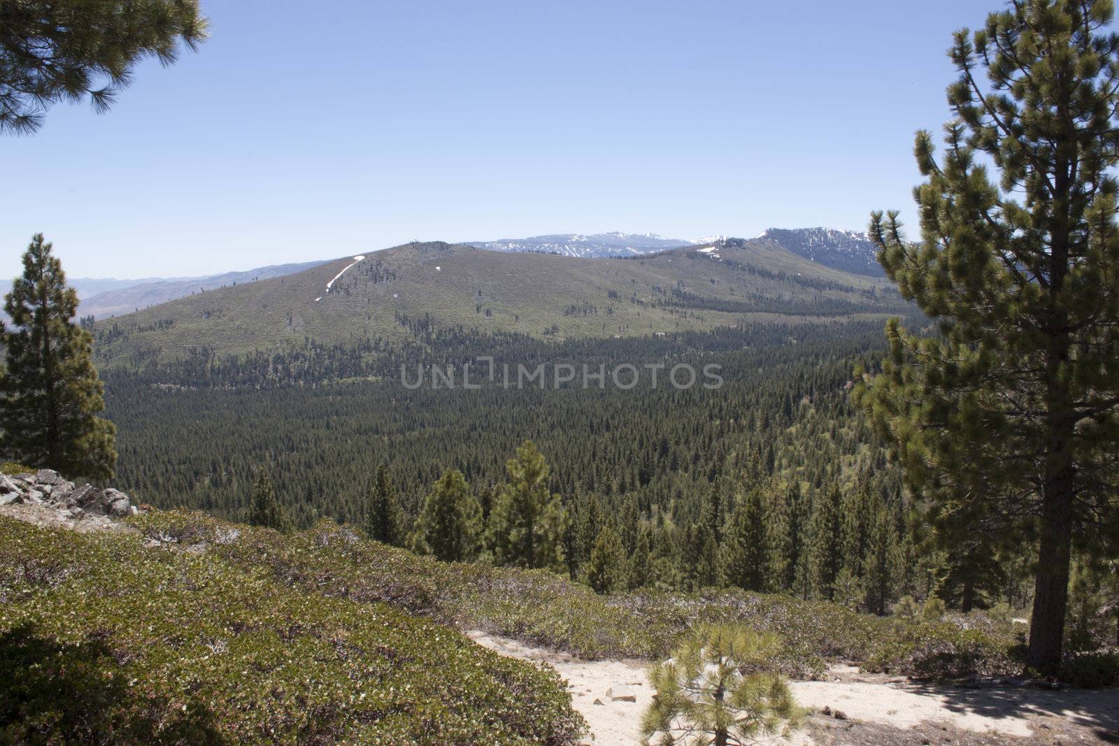 A heavily forest range in the sierra nevadaas.