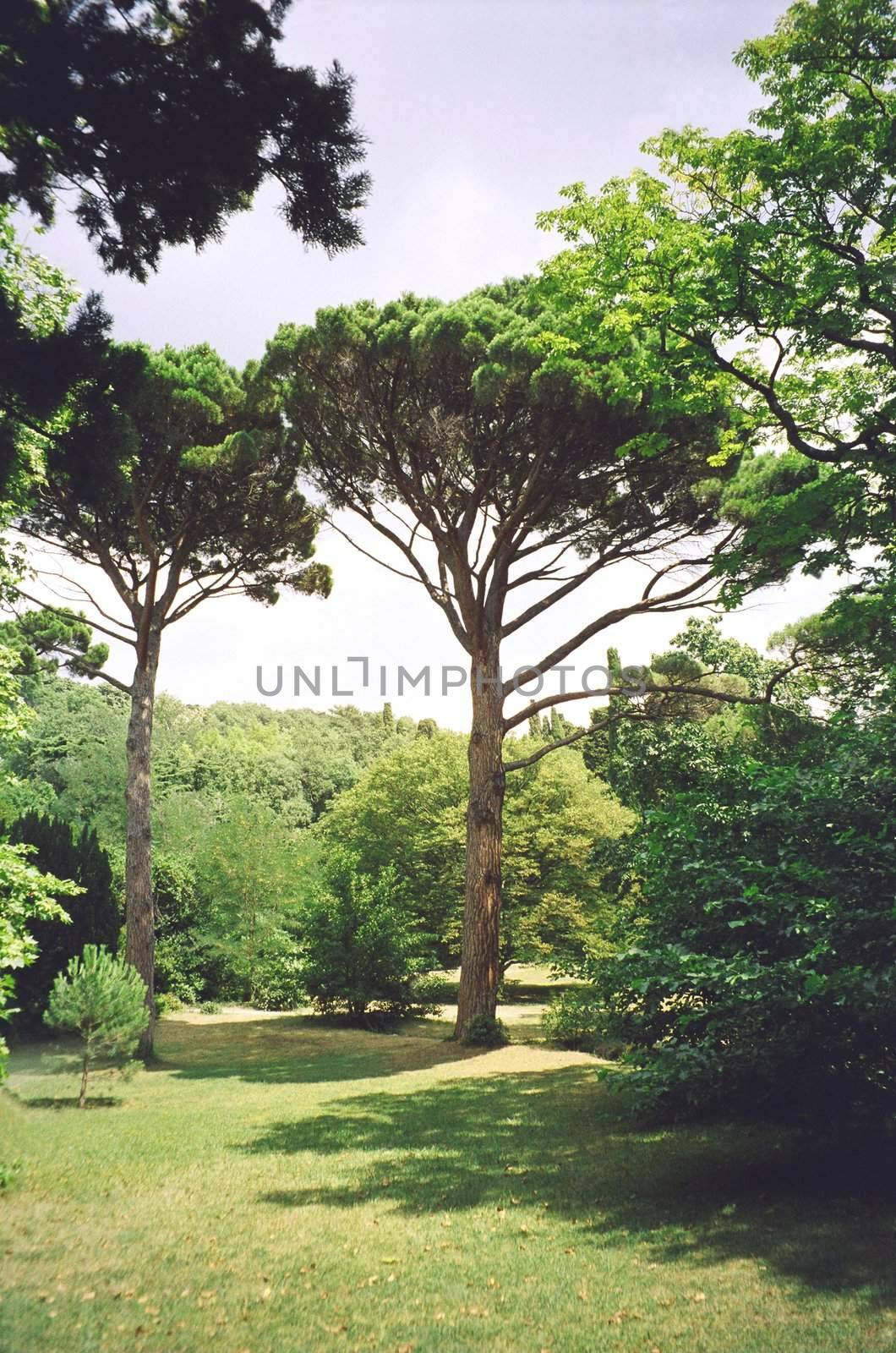 Green tree in botanic garden in Ukrain