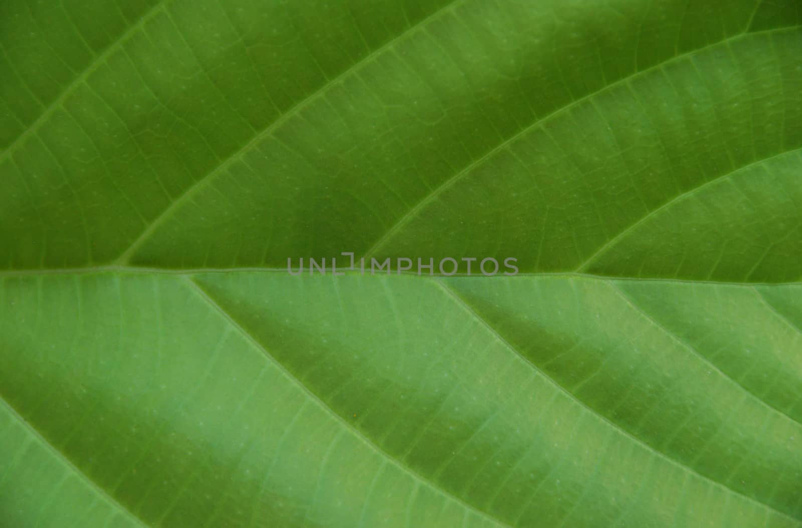 Green leaf close up for background use